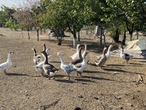 Gâște de casă crescute natural 