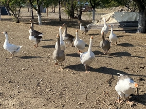 Gâște de casă crescute natural  - imagine 2