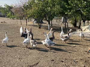 Gâște de casă crescute natural  - imagine 4