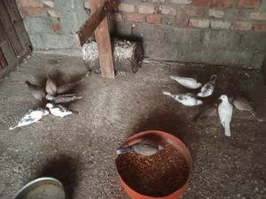 Cucuruzi de vazare - imagine 4