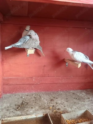 Cucuruzi de vazare - imagine 3