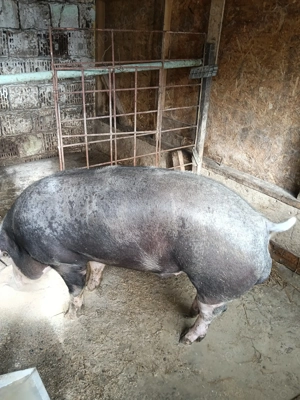 Vier pietrean 11luni in jur la vei 140 kg - imagine 2