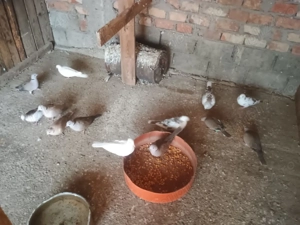 Cucuruzi de vazare - imagine 2