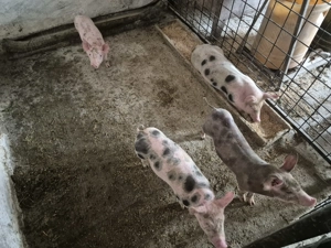 Vând purcei  - imagine 2