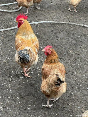 pasari BIO Pecineaga - imagine 2