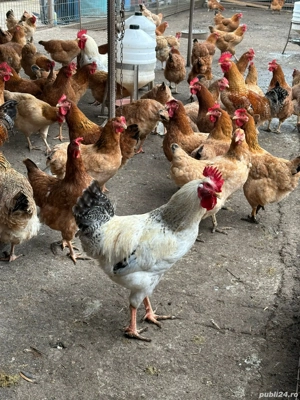 pasari BIO Pecineaga