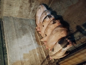 Vând purcei carne  - imagine 3