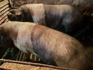 Vand porci grași crescuți cu porumb bio 