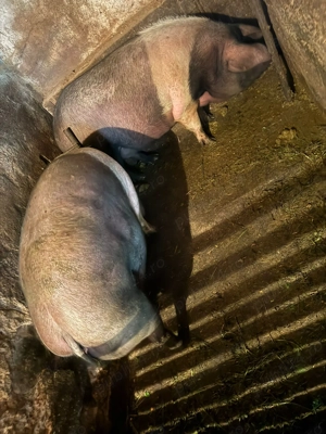 Vand porci grași crescuți cu porumb bio  - imagine 2 Vand porci grași crescuți cu porumb bio  - imagine 2