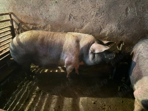 Vand porci grași crescuți cu porumb bio  - imagine 3 Vand porci grași crescuți cu porumb bio  - imagine 3