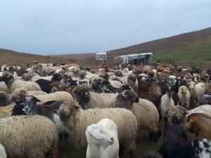 Vând capre foarte bune 