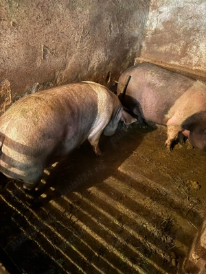 Vand porci grași crescuți cu porumb bio  - imagine 4 Vand porci grași crescuți cu porumb bio  - imagine 4