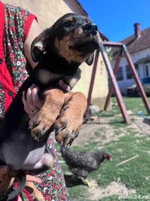 Cățeluș adorabil de vânzare!    - imagine 2    Cățeluș adorabil de vânzare!    - imagine 2