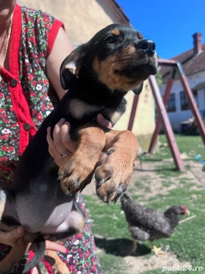    Cățeluș adorabil de vânzare!   