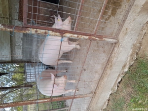 Vând porci! - imagine 3