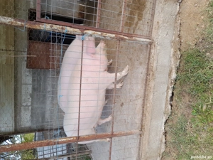 Vând porci! - imagine 4