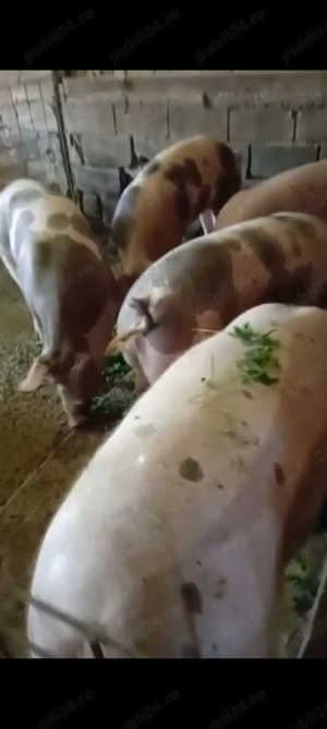 Porci de carne pietrain cu duroc - imagine 2 Porci de carne pietrain cu duroc - imagine 2