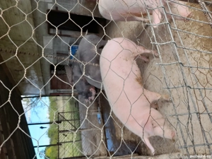 Vând porci! - imagine 5