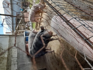 Vând porci! - imagine 2