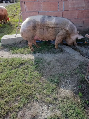 Porci de carne pietrain cu duroc - imagine 4 Porci de carne pietrain cu duroc - imagine 4