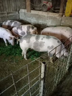 Porci de vânzare din propria gospodărie 