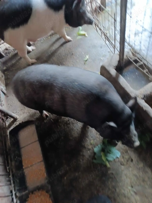 Vand Porc Castrat  - imagine 3