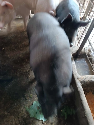 Vand Porc Castrat  - imagine 2