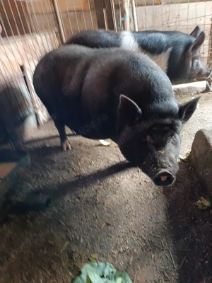 Vand Porc Castrat  - imagine 4