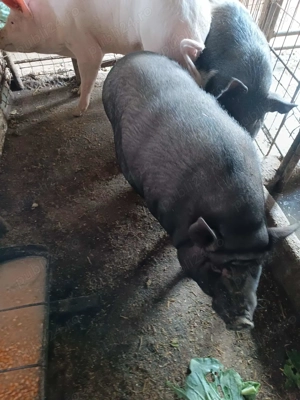 Vand Porc Castrat  - imagine 5