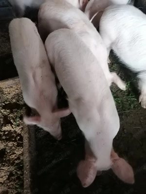 De vânzare purceluși.