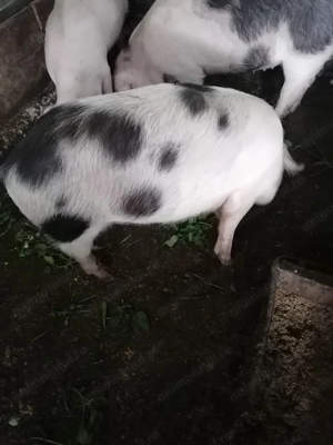 De vânzare soldanei