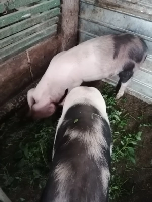 De vânzare soldani  - imagine 4