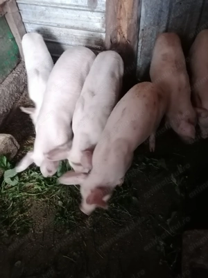 De vânzare purceluși  - imagine 2