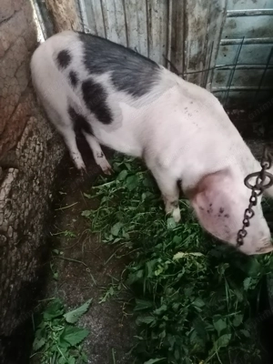 De vânzare soldani  - imagine 2