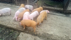 Vând purcei de 8 săptămâni (Samboleni)tel   - imagine 2