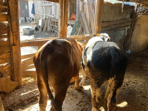 Viței de vanzare - imagine 2