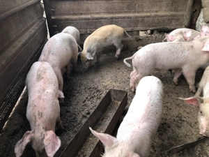 Purcei de vanzare - imagine 2 Purcei de vanzare - imagine 2