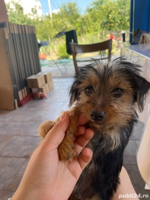 Pui de Yorkshire  - imagine 2