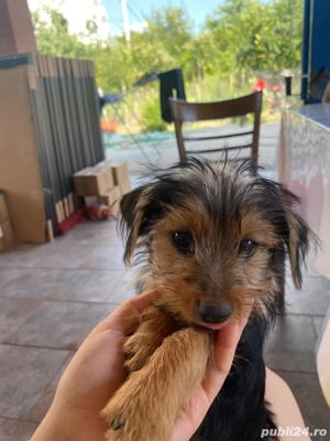 Pui de Yorkshire  - imagine 3