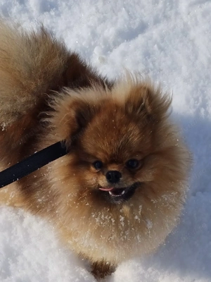 Pomeranian Mascul