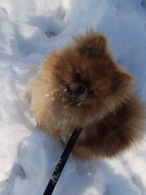 Pomeranian Mascul - imagine 2