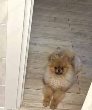 Pomeranian Mascul - imagine 3