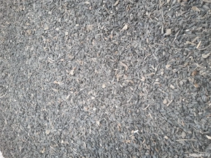 Vand o tonă de floarea soarelui 