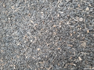 Vand 500 kg de floarea soarelui  - imagine 2
