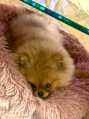 Pomeranian Mascul - imagine 4