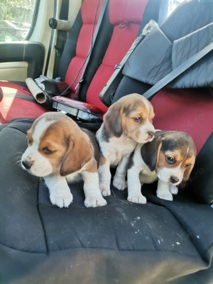 Pui Beagle Tricolor