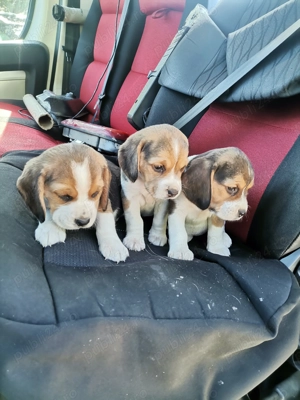 Pui Beagle trocolor - imagine 2 Pui Beagle trocolor - imagine 2