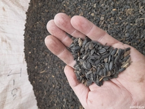 Vand 500 kg de floarea soarelui  - imagine 3