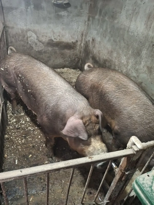 Purcei durok - imagine 7 Purcei durok - imagine 7