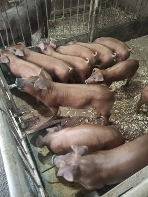 Purcei durok - imagine 4 Purcei durok - imagine 4